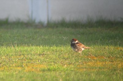 Spaanse Mus / Spanish Sparrow / Passer hispaniolensis 