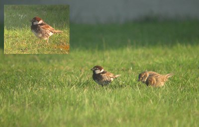 Spaanse Mus / Spanish Sparrow / Passer hispaniolensis 