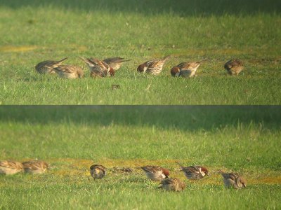 Spaanse Mus / Spanish Sparrow / Passer hispaniolensis 