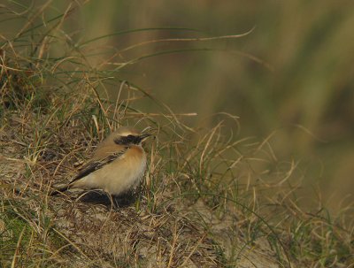 Woestijntapuit / Desert Wheatear / Oenanthe deserti