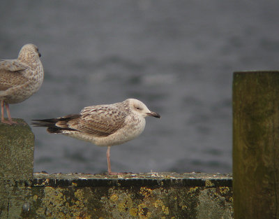 Pontische Meeuw / Caspian Gull / Larus cachinnans