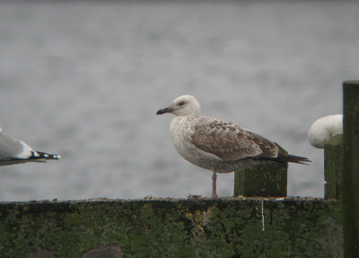 Pontische Meeuw / Caspian Gull / Larus cachinnans