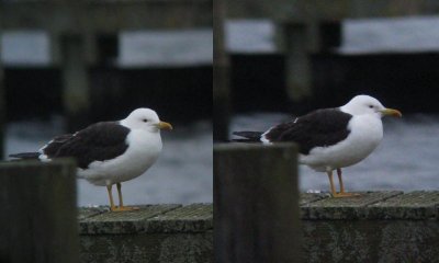Baltische Mantelmeeuw / Baltic Gull / Larus f. fuscus