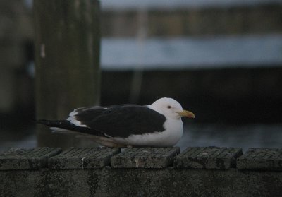 Baltische Mantelmeeuw / Baltic Gull / Larus f. fuscus