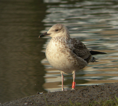 Baltische Mantelmeeuw / Baltic Gull / Larus f. fuscus