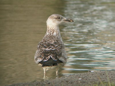 Baltische Mantelmeeuw / Baltic Gull / Larus f. fuscus