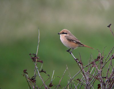 Daurische Klauwier / Daurian Shrike / Lanius isabellinus