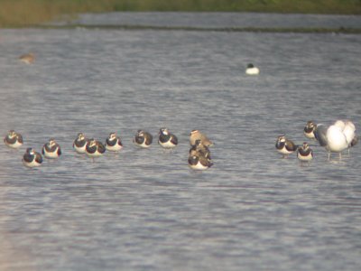 Steppekievit / Sociable Lapwing / Vanellus gregarius