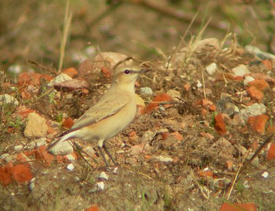 Izabeltapuit / Isabelline Wheatear / Oenanthe isabellina