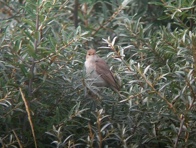 Kleine Spotvogel / Booted Warbler / Hippolais caligata