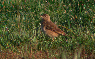 Mongoolse Pieper / Blyth's Pipit / Anthus godlewskii