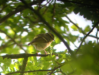 Pallas' Boszanger / Pallas's Warbler / Phylloscopus proregulus