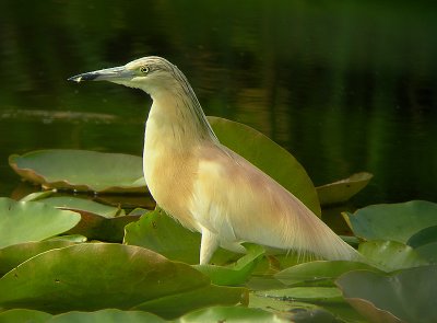 Ralreiger / Squacco Heron / Ardeola ralloides