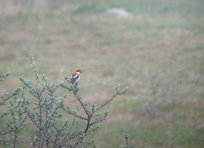 Roodkopklauwier / Woodchat Shrike / Lanius senator