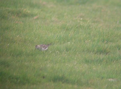 Siberische Strandloper / Sharp-tailed Sandpiper / Calidris acuminata