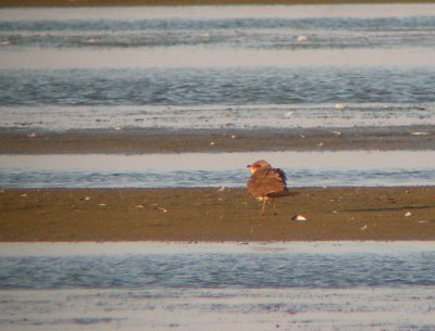 Vorkstaartplevier / Collared Pratincole / Glareola pratincola