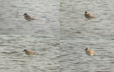 Woestijnplevier / Greater Sand Plover / Charadrius leschenaultii