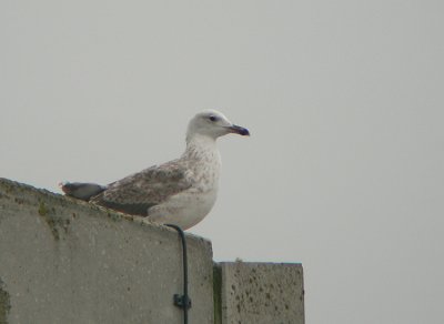 Pontische Meeuw / Caspian Gull / Larus cachinnans