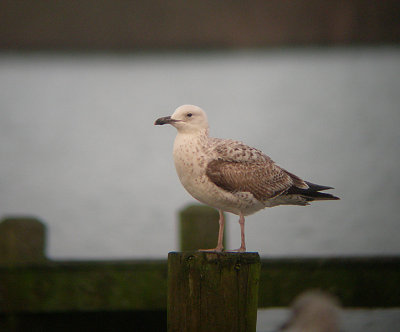 Pontische Meeuw / Caspian Gull / Larus cachinnans