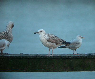 Pontische Meeuw / Caspian Gull / Larus cachinnans