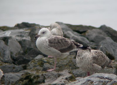 Pontische Meeuw / Caspian Gull / Larus cachinnans