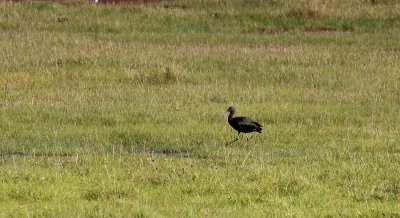 Zwarte Ibis / Glossy Ibis / Plegadis falcinellus