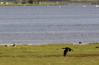 Zwarte Ibis / Glossy Ibis / Plegadis falcinellus