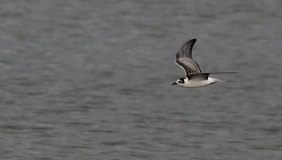 Witvleugelstern / White-winged Tern / Chlidonias leucopterus