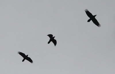 Raaf / Common Raven / Corvus corax