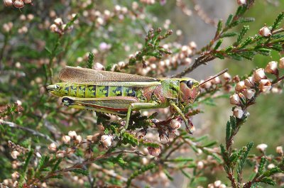 Moerassprinkhaan / Stethophyma grossum