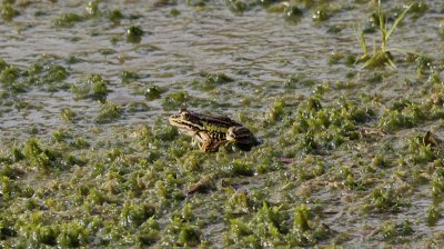 Poelkikker? / Pelophylax lessonae