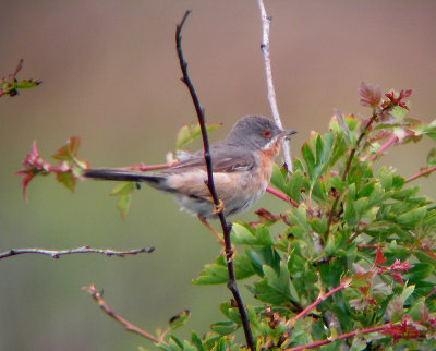 Baardgrasmus / Subalpine Warbler / Sylvia cantillans