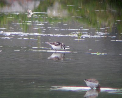 Grijze Strandloper / Semipalmated Sandpiper / Calidris pusilla