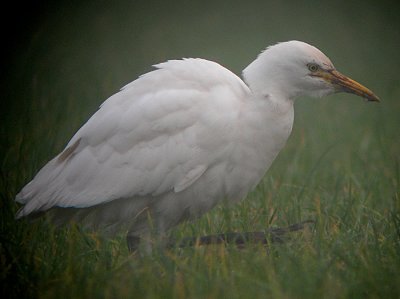 Koereiger / Cattle Egret / Bubulcus ibis
