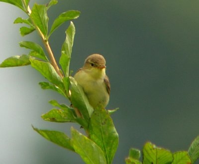 Orpheusspotvogel / Melodious Warbler / Hippolais polyglotta