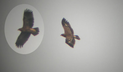 Schreeuwarend / Lesser-spotted Eagle / Aquila pomarina