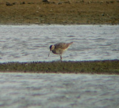 Steltstrandloper / Stilt Sandpiper / Micropalama himantopus