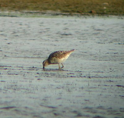 Steltstrandloper / Stilt Sandpiper / Micropalama himantopus