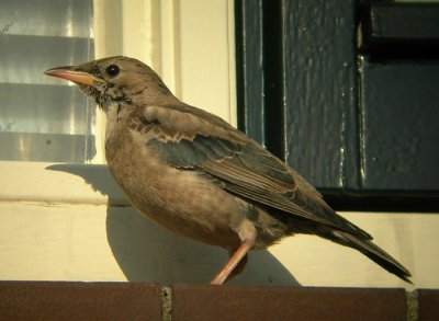 Roze Spreeuw / Rose-coloured Starling / Sturnus roseus
