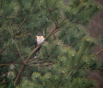 Kuifkoekoek / Great Spotted Cuckoo / Clamator glandarius