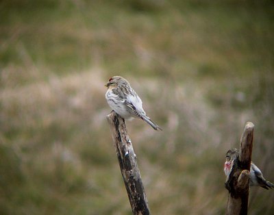 Witstuitbarmsijs / Arctic Redpoll / Carduelis hornemanni