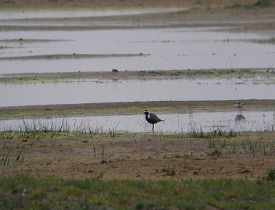 Amerikaanse Goudplevier / American Golden Plover / Pluvialis dominica