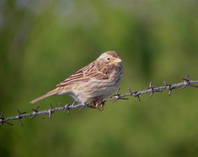 Grauwe Gors / Corn Bunting / Miliaria calandra