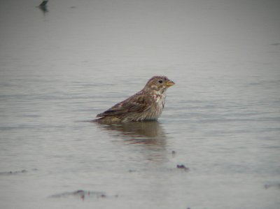 Grauwe Gors / Corn Bunting / Miliaria calandra