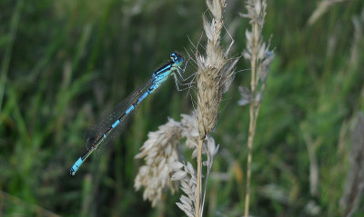 Gaffelwaterjuffer / Coenagrion scitulum