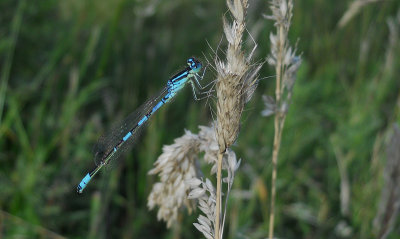 Gaffelwaterjuffer /  Coenagrion scitulum