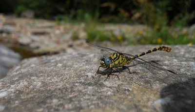 Kleine Tanglibel / Onychogomphus forcipatus