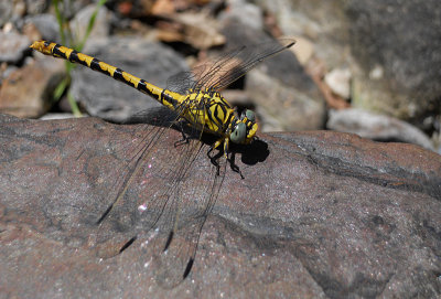 Kleine Tanglibel / Onychogomphus forcipatus