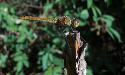 Zuidelijke Heidelibel / Sympetrum meridionale