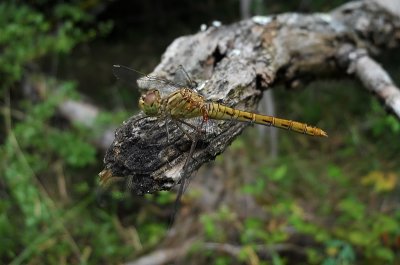 Zuidelijke Heidelibel / Sympetrum meridionale